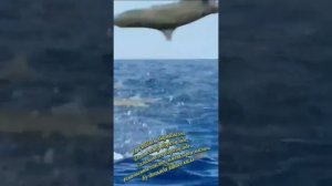 1000025169.mp4