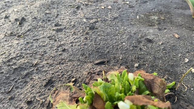 В деревню на дачуОбзор сада после зимы03апреля2026саддачадеревняогород