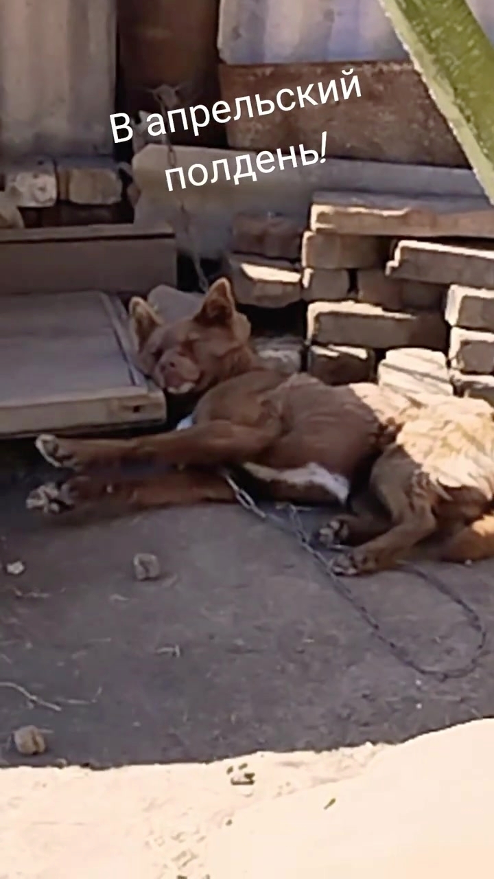 Мишка.  Жара в апрельский полдень! 29-04-2026