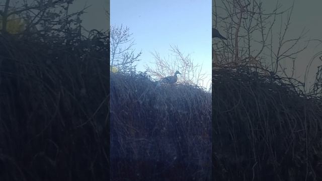 Утренняя гостья