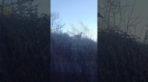 Утренняя гостья