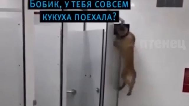 Валера, открой дверь😆!))