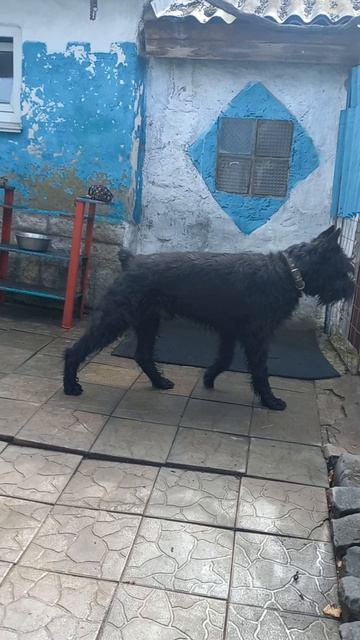 Евпатор Митридат. Роман-Кош. 12.04.26. 5 лет. сын РК Урсола и ДАЗЮ. Севастополь