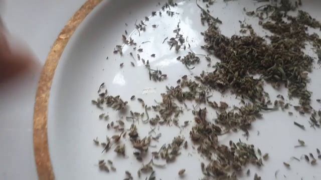 2405. ВПЛ ,свои семена моркови готовы!