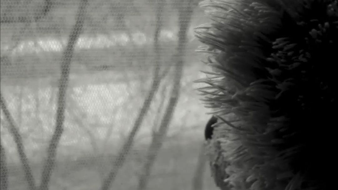 Тот кто ждёт