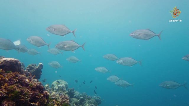 Почему сардины сбиваются в огромные косяки? | Чудеса сотворения. Подводный мир