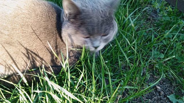 Благодаря кота высадили часть томатов в парник