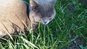 Благодаря кота, высадили часть томатов в парник