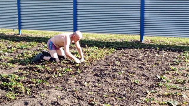 всё силы на викторию