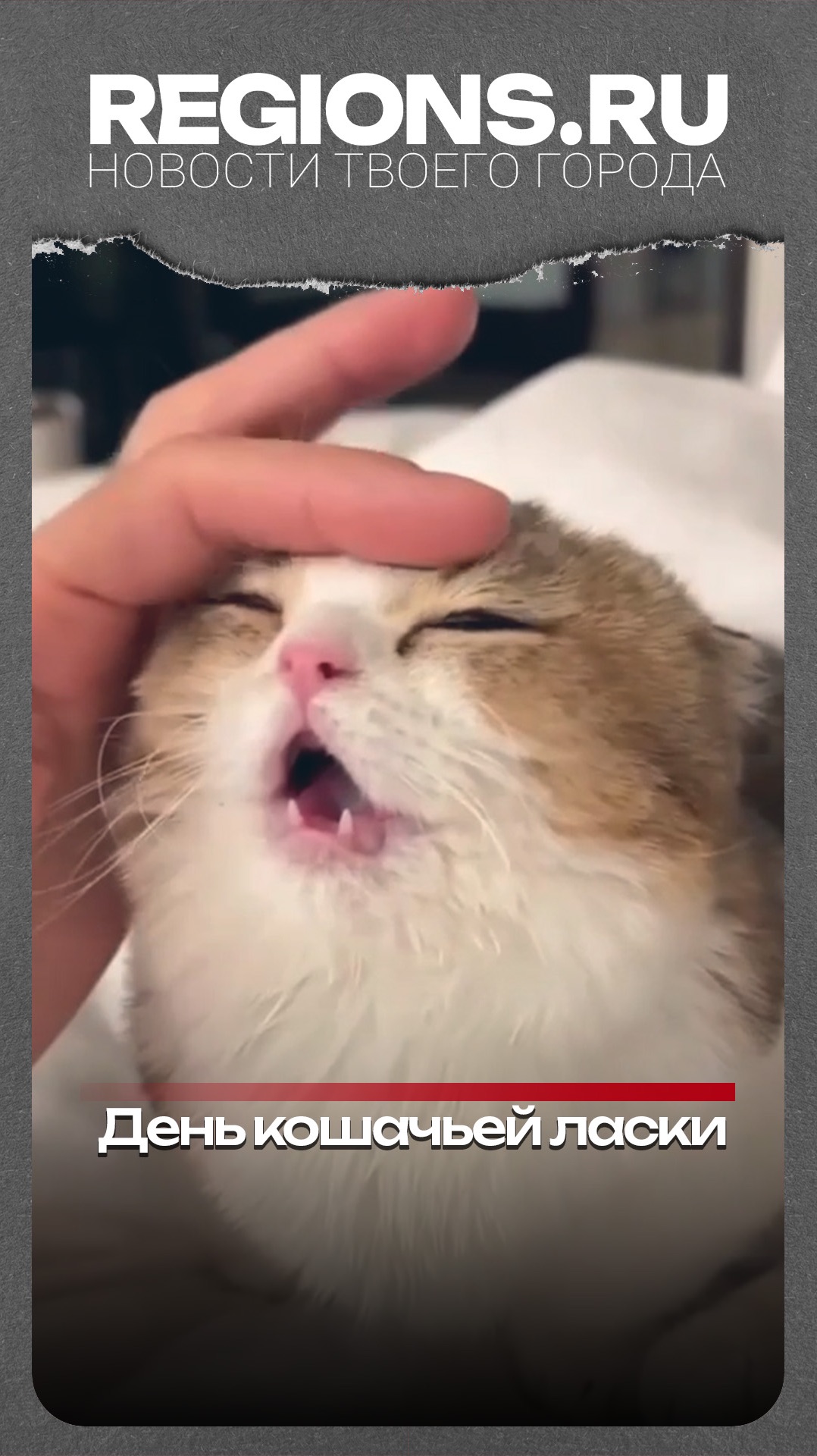 День кошачьей ласки