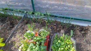 ПОСАДИЛА КАРТОФЕЛЬ