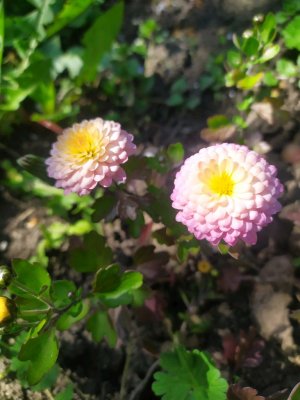 Распускаются бутончики 🥰