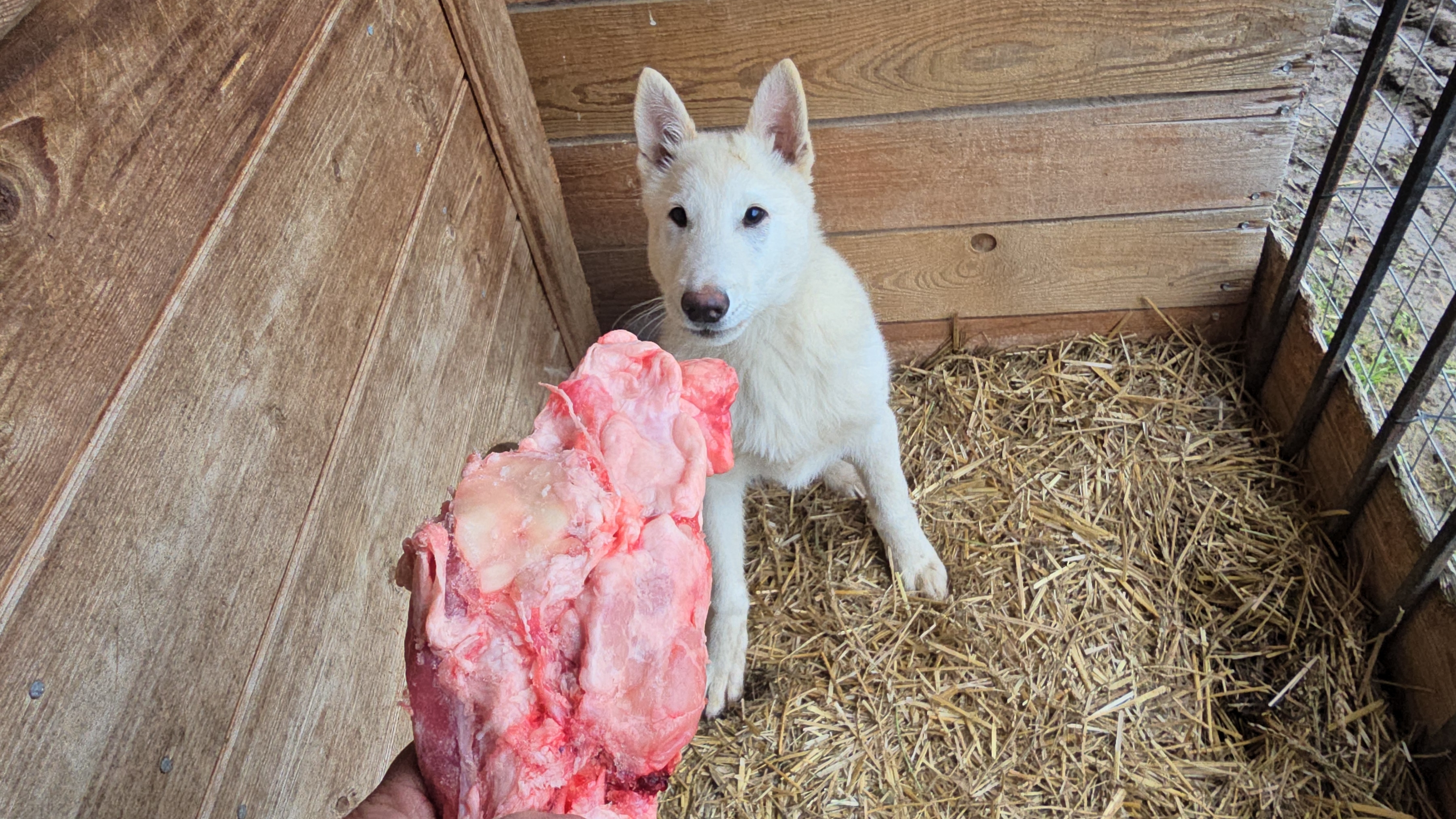 Напряжение в стае лаек