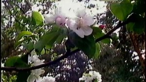 «ВРЕМЕНА ГОДА» цикл видео зарисовок Part 1 (1995 г.)