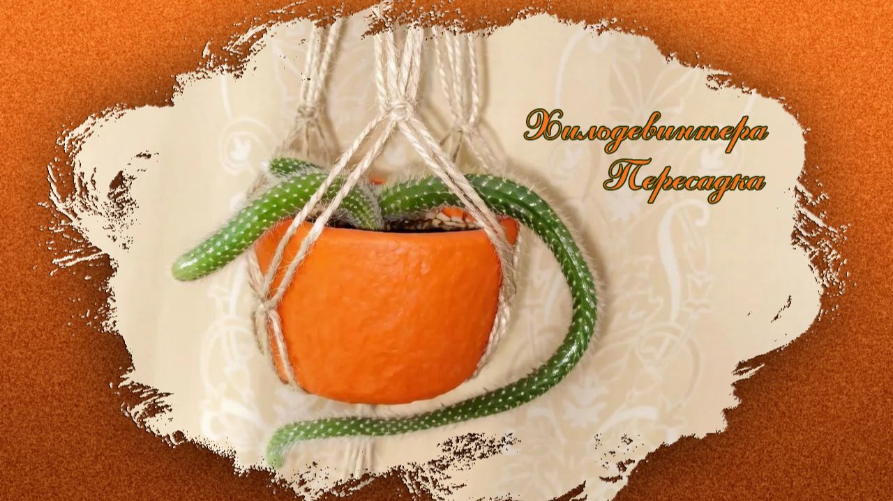 Пересадка хильдевинтеры