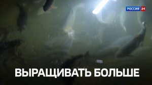 Промо | Рыбная отрасль: ставка на науку и технологии