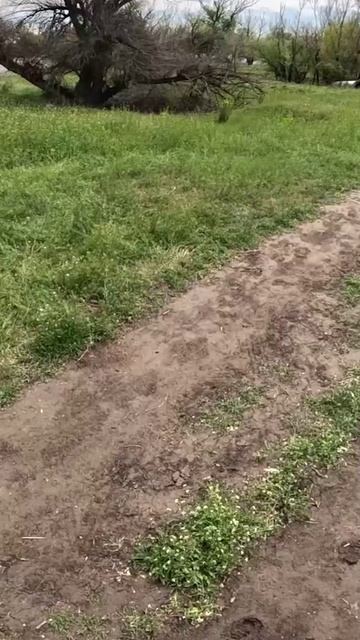 Наглый шакал крадёт еду при нас