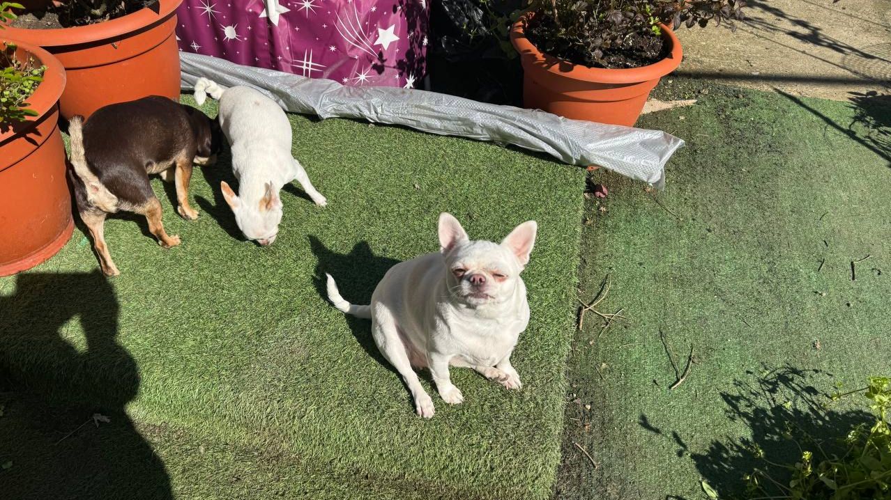 Утренние гуляния, освобождаем участок к приходу мастера.