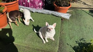 Утренние гуляния, освобождаем участок к приходу мастера.