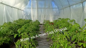 Томаты в теплице на 29 апреля