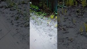 Г. И. Медведева...; Слово о слове;  Послушница, Божий храм, - сл. Г. Медведевой, муз, вок.М. Точиной