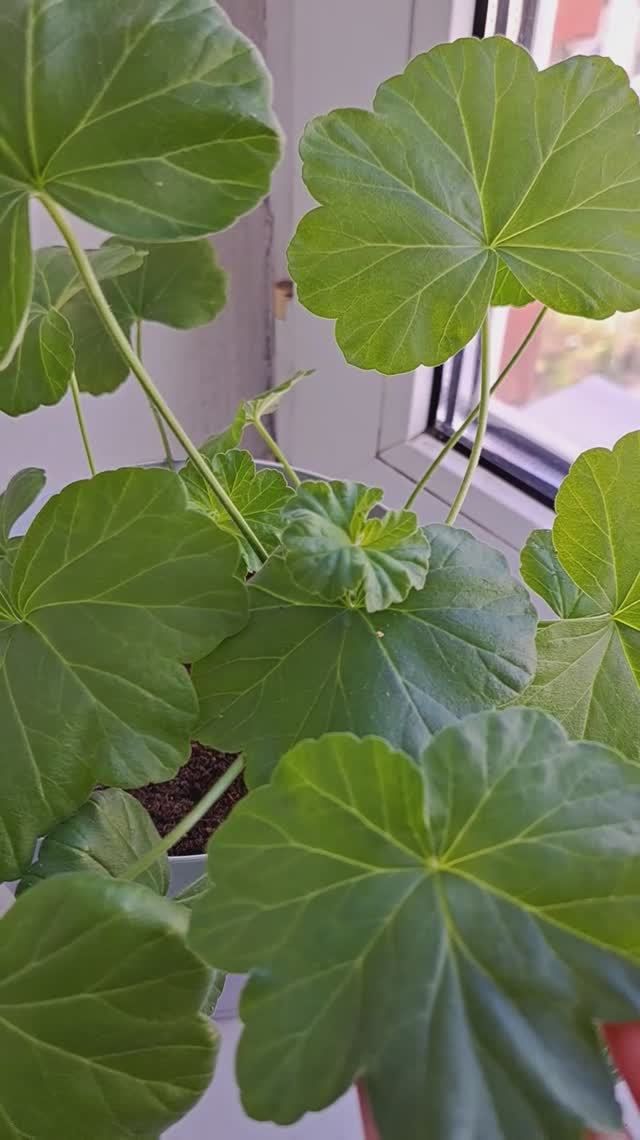 Пересадила герань в Вербное воскресенье, она отлично укоренилась!😍😍😍