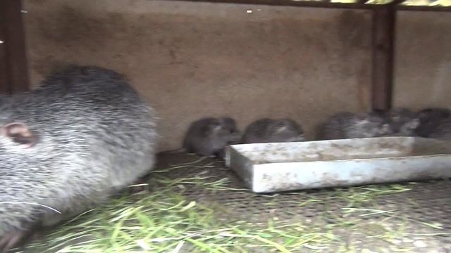 ОШИБКА при разведение и содержание нутрий