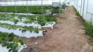 Выращивание земляники садовой в Краснодарском крае, сорт Мурано