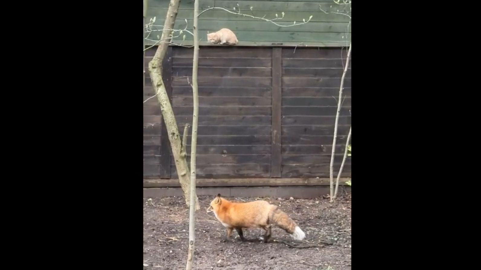 Лиса-Алиса. Кот решил заглянуть в гости к лисе