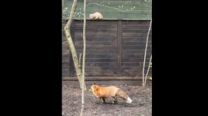 Лиса-Алиса. Кот решил заглянуть в гости к лисе