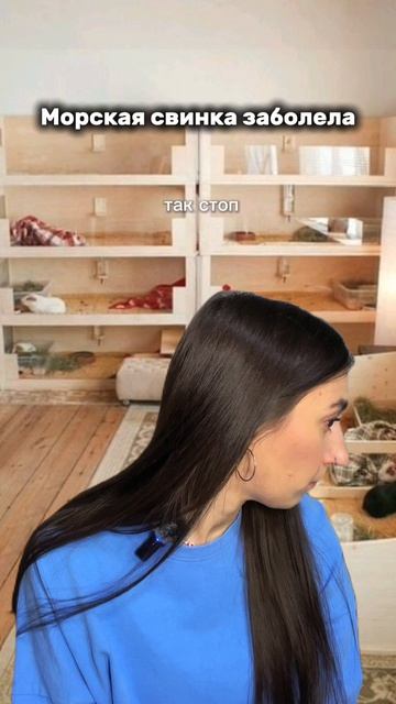 Морская свинка заболела