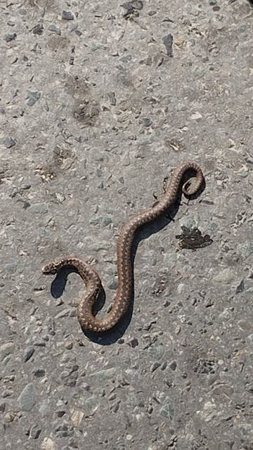 Сибирская гадюка