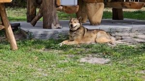 ПОЛУДИКИЙ ЗВЕРЬ НА ХУТОРЕ ОПАСНОСТЬ ДЛЯ КРОЛИКОВ И ПОСАДКА ЗОЛОТОЙ КАРТОШКИ