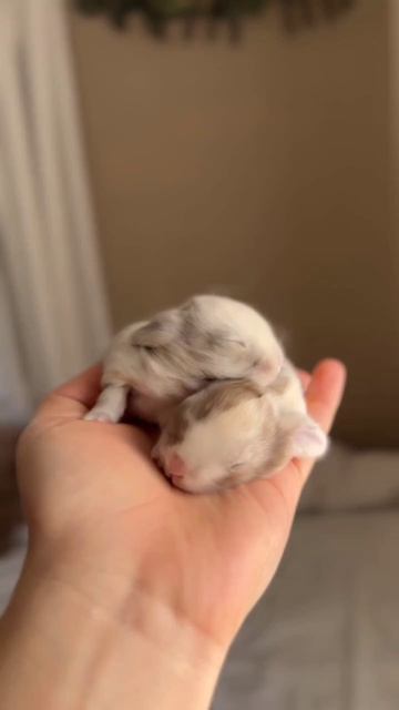 Video_2026-04-29_21-47-43