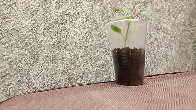 Настоящих мужчин видели. Страничка надежды