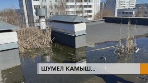 На крыше пятиэтажки выросли камыши