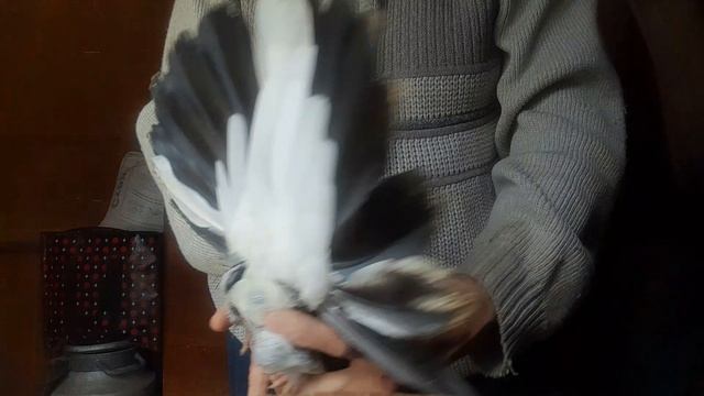 Николаевские голуби Продажа лишних 89046814543 г Елец