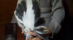 Николаевские голуби Продажа лишних 89046814543 г Елец