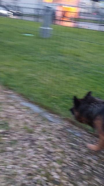 Вчерашняя прогулочка моей мамы с Ежевичкой  немецкаяовчарка