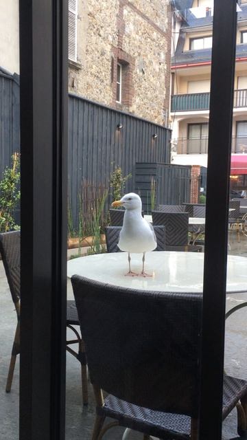 Чайка Джонотан Левингстон