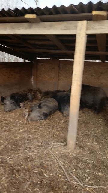 Охота на Кабана