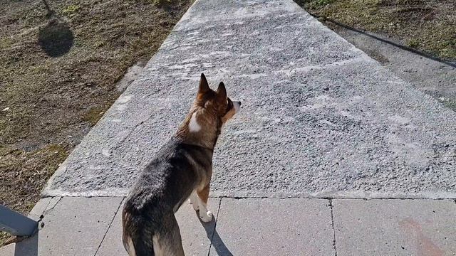 Пушистые гости на нашей станции