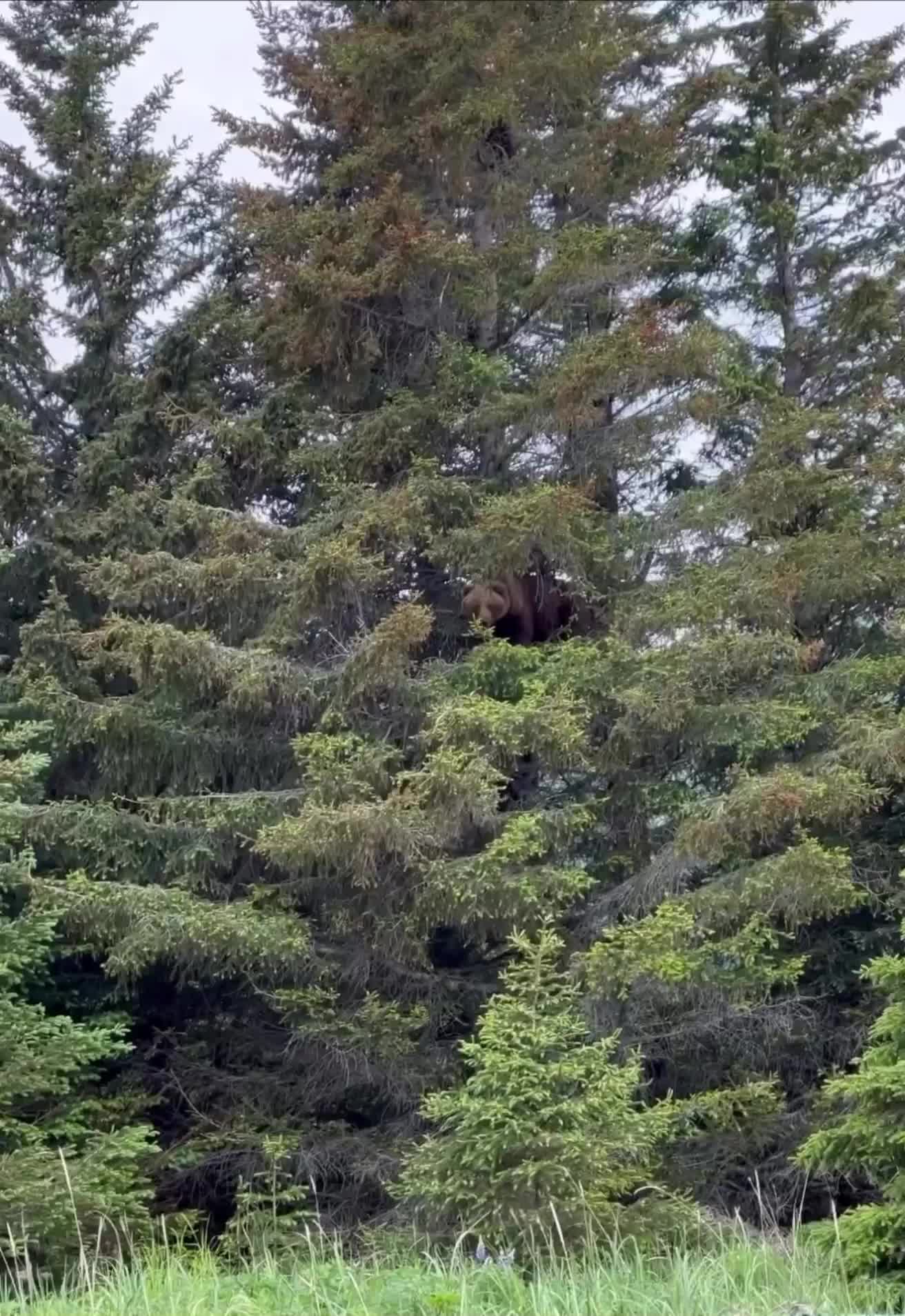 #животные #видео #Милые