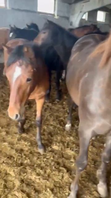 🟥🟥🟥🆘🆘🆘🟥🟥🟥

Помогите спасти прекрасных ручных лошадей от убоя. В лошадях искра Божья!