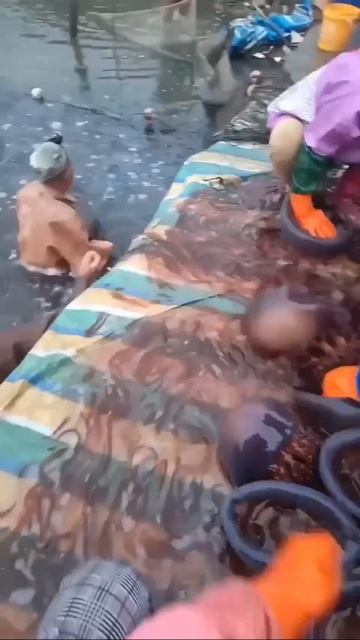 Ловля медуз