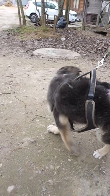 Буська растёт не по дням а по часам: история выздоровления отважного пса 