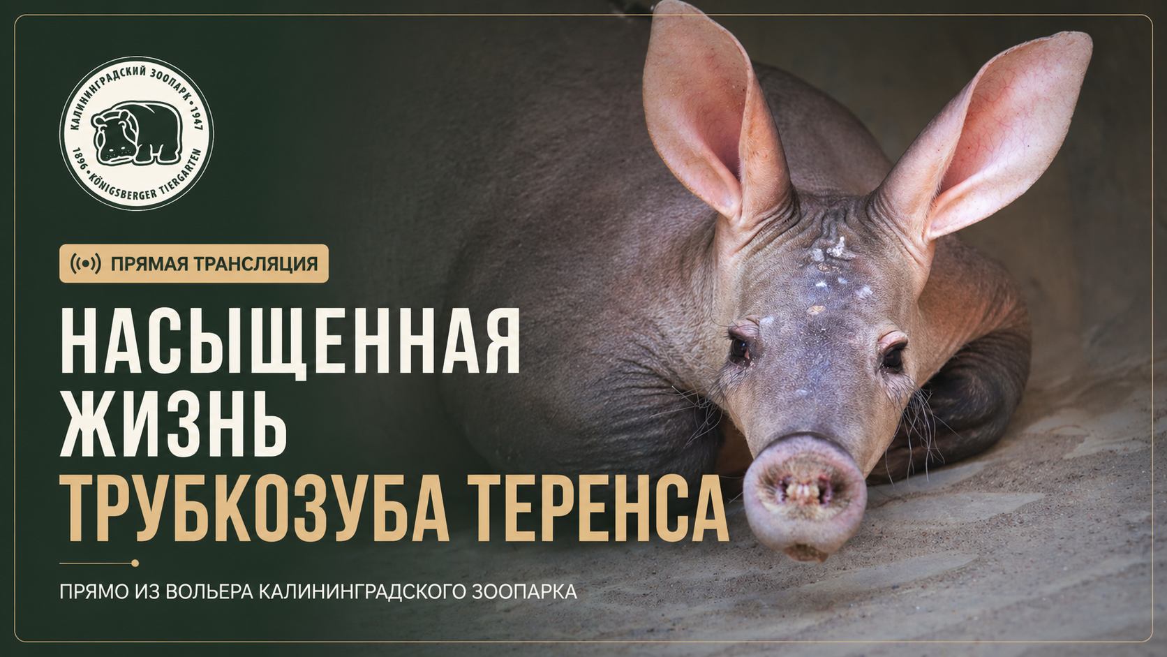 Насыщенная жизнь трубкозуба Теренса