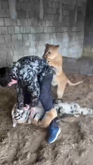 🫢Раха зарубился с тигром!