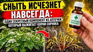 Сныть исчезнет навсегда: один секретный компонент из аптечки который выжигает корни сорняка