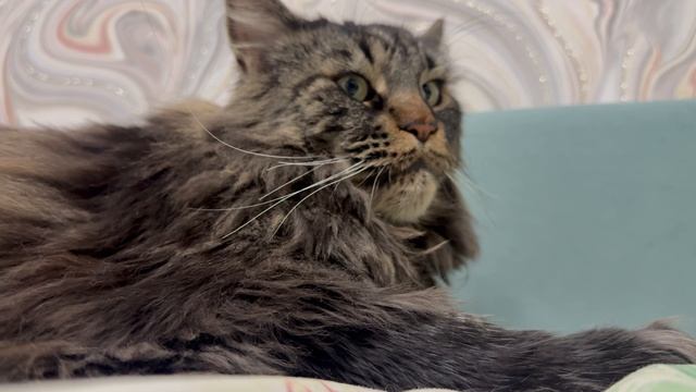 Если хочешь завести Мейн-куна